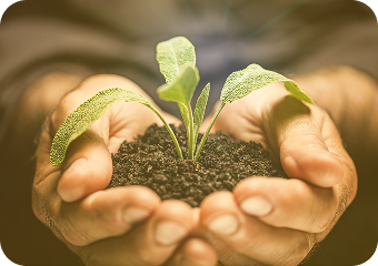Hands with soil and plant