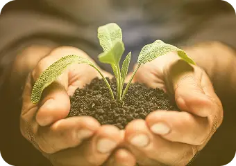 Hands with soil and plant